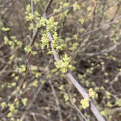 Commiphora angolensis