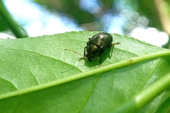 Coleoptera