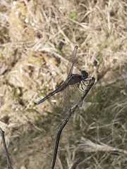 Erythrodiplax umbrata