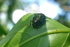Coleoptera