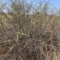Commiphora angolensis
