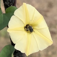 Ipomoea obscura obscura