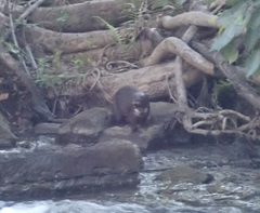 Hydrictis maculicollis