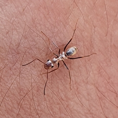 Cataglyphis bombycina