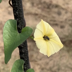 Ipomoea obscura obscura