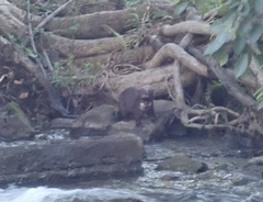 Hydrictis maculicollis