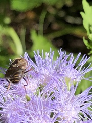 Copestylum chalybescens