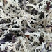 Curled Snow Lichen - Photo (c) Paul Norwood, some rights reserved (CC BY-NC), uploaded by Paul Norwood