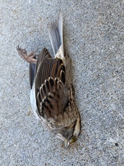 Zonotrichia albicollis