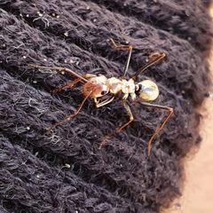 Cataglyphis bombycina