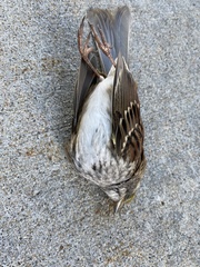 Zonotrichia albicollis