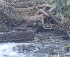 Hydrictis maculicollis