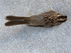 Zonotrichia albicollis