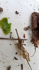 Esperia sulphurella