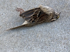 Zonotrichia albicollis