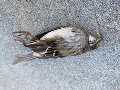 Zonotrichia albicollis