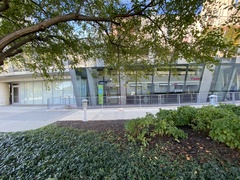 Zonotrichia albicollis