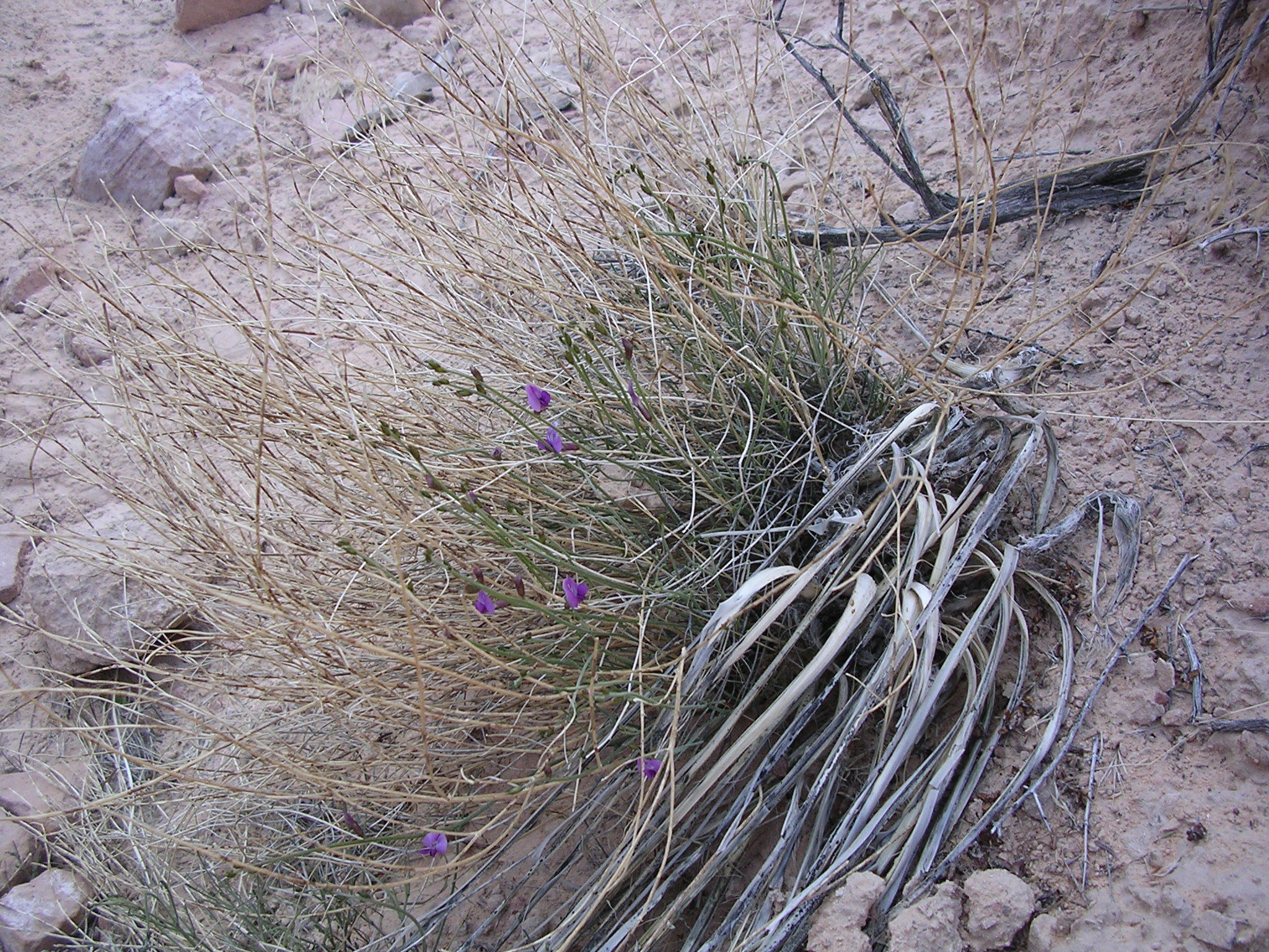 Astragalus nidularius