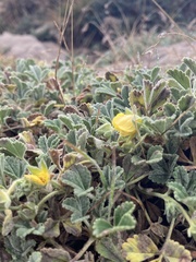 Potentilla cinerea