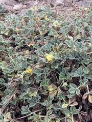 Potentilla cinerea