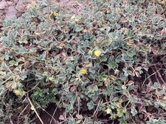 Potentilla cinerea