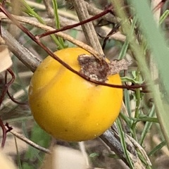 Solanum campylacanthum