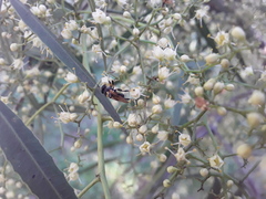 Lepidomyia