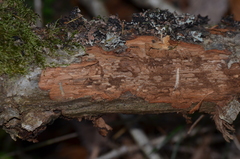 Scolytus intricatus