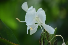 Hedychium coronarium image