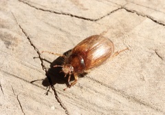 Phytholaema herrmanni