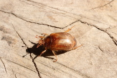 Phytholaema herrmanni