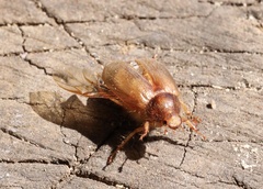 Phytholaema herrmanni