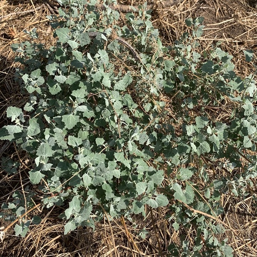 Chenopodium album image