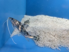Pimelodus pictus