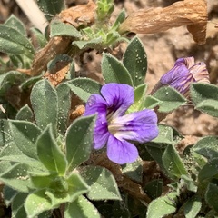 Aptosimum procumbens image