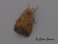 Micrathetis triplex