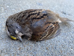 Zonotrichia albicollis