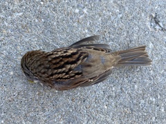 Zonotrichia albicollis