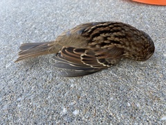 Zonotrichia albicollis