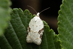 Acleris kochiella