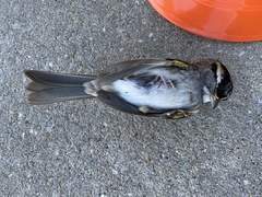 Zonotrichia albicollis