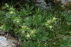Potentilla nivalis
