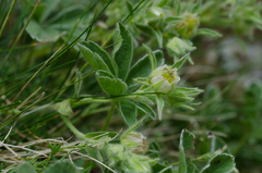 Potentilla nivalis