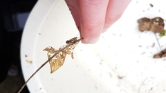 Esperia sulphurella