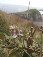 Stachys grandidentata