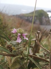 Stachys grandidentata
