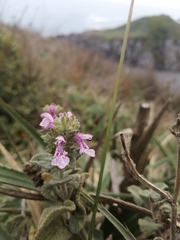 Stachys grandidentata