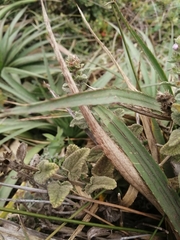 Stachys grandidentata