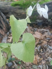 Lunaria rediviva