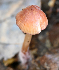 Mycena atkinsoniana